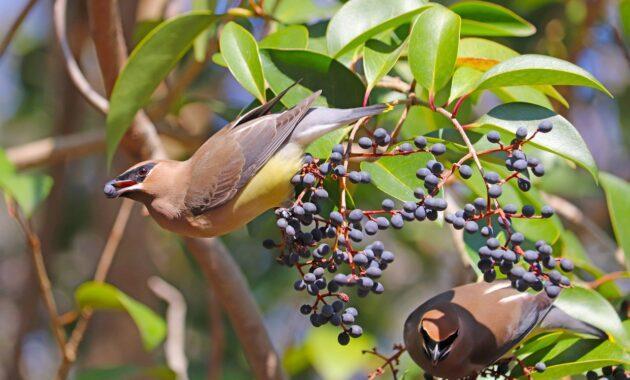 Cedar Waxwing Bird Berries Eating  - GeorgeB2 / Pixabay