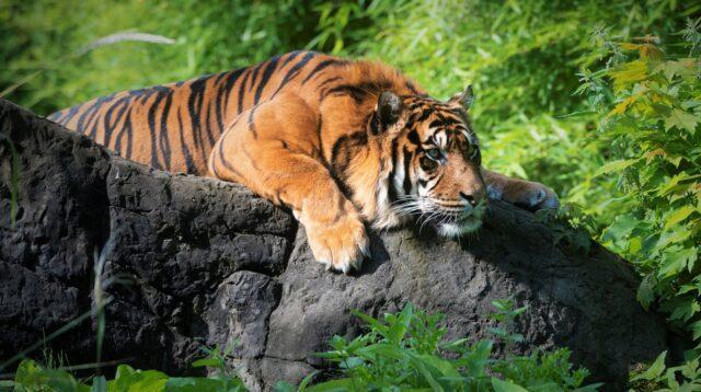 Tiger Animal Zoo Mammal Big Cat  - Yvonne-E / Pixabay