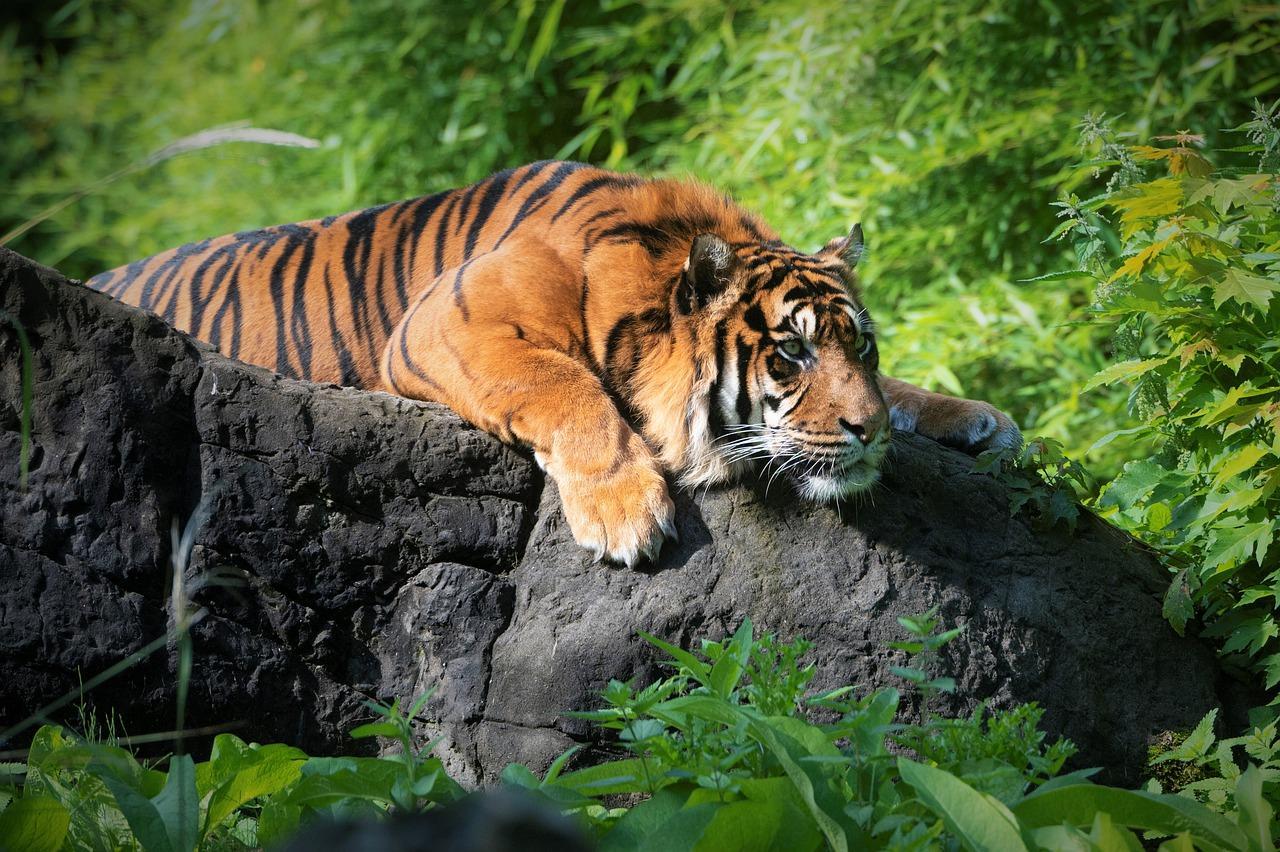 Tiger Animal Zoo Mammal Big Cat  - Yvonne-E / Pixabay