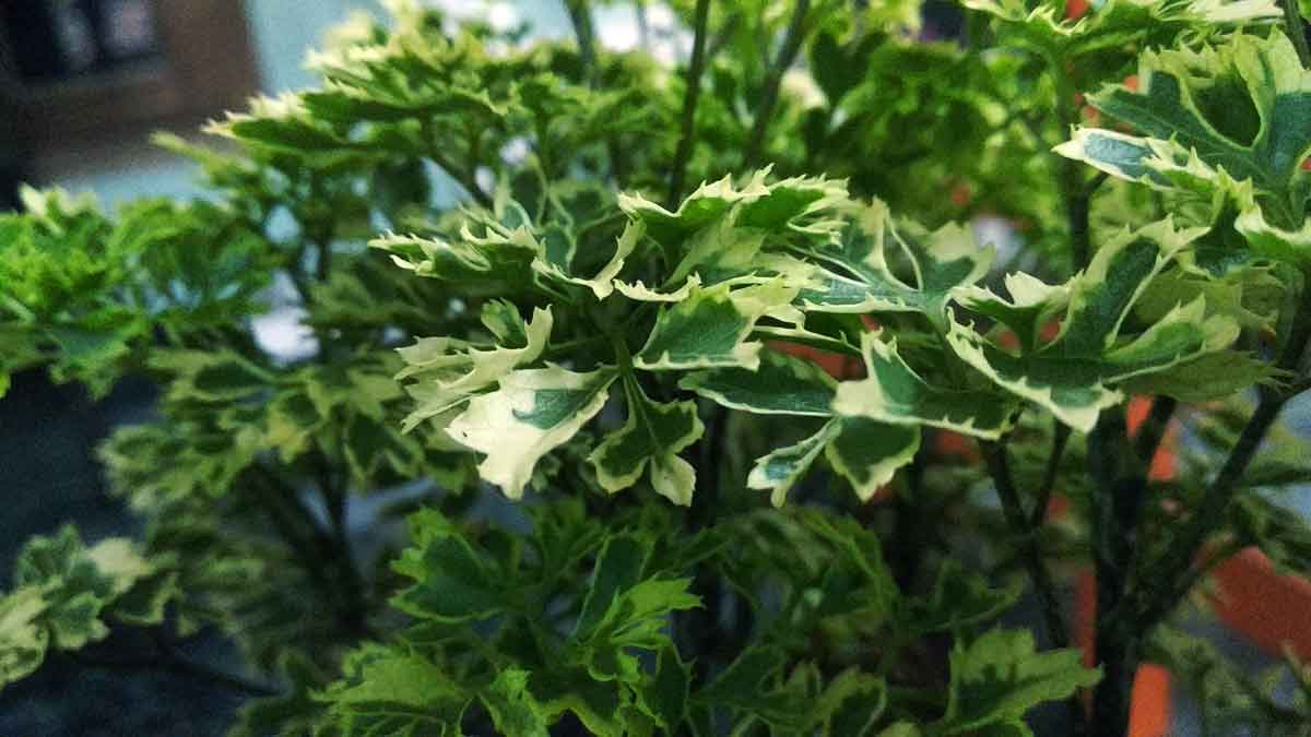 Green and white leaves