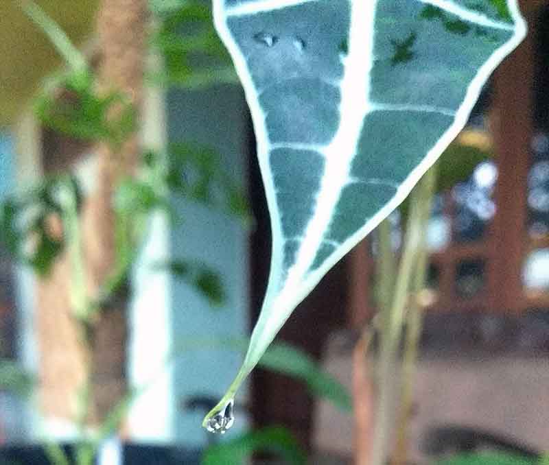 Dewy taro leaf ornamental plant