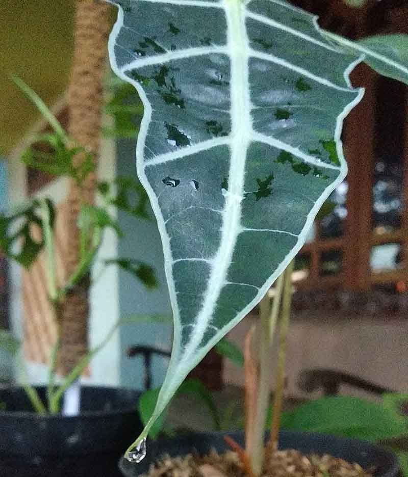 a dewy taro leaf ornamental plant1