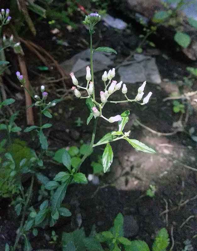 small flower buds