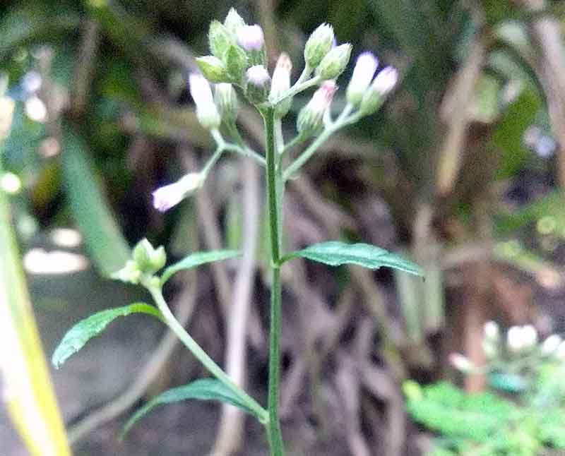 small flower buds1